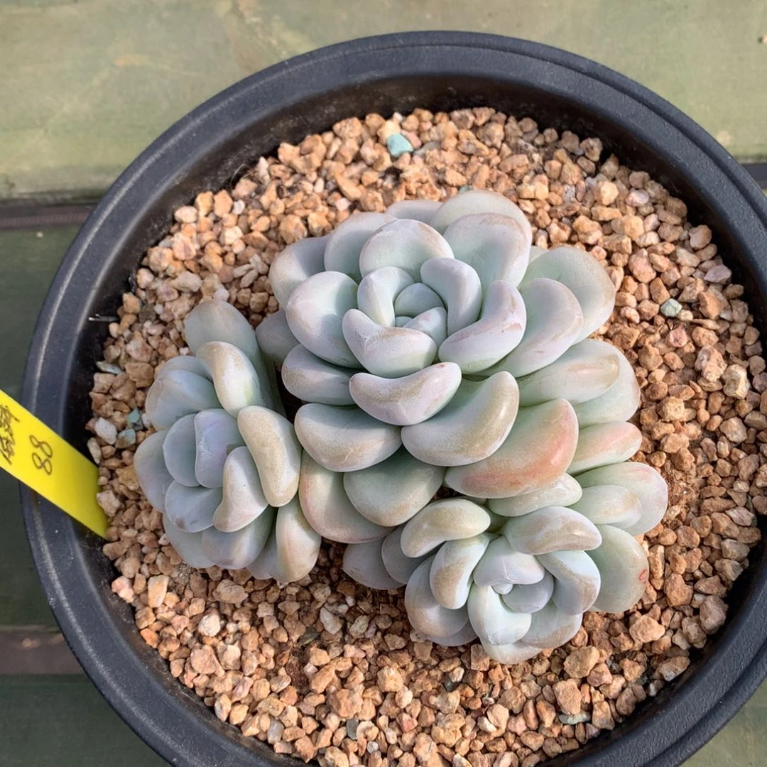 玉麒麟 三头 一颗