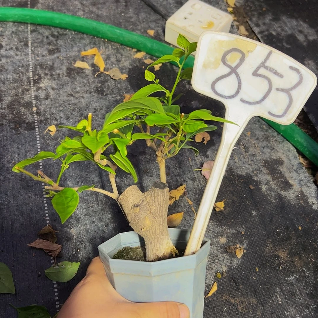 当前无花栽培后可以开花  盲盒  坨 大宝  853