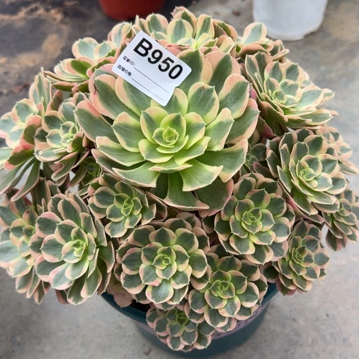 950妖月25厘米左右