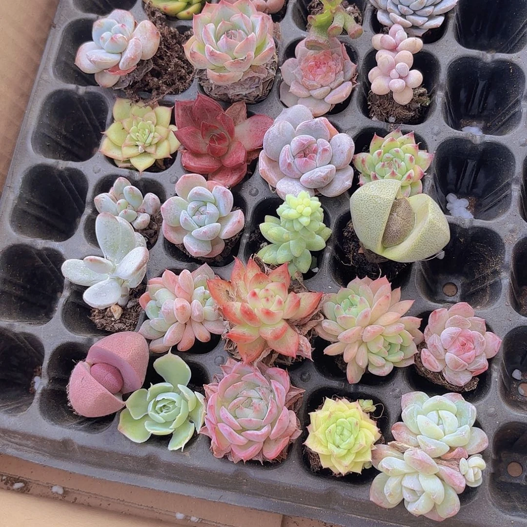 25颗多肉小穴苗5～10个品种