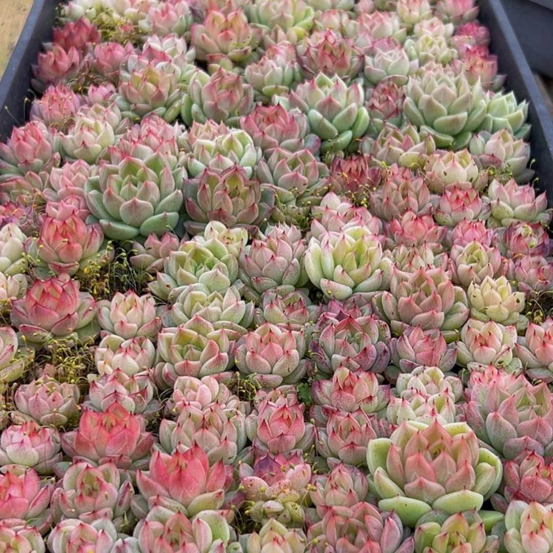 788大热天的一天从早上开始到