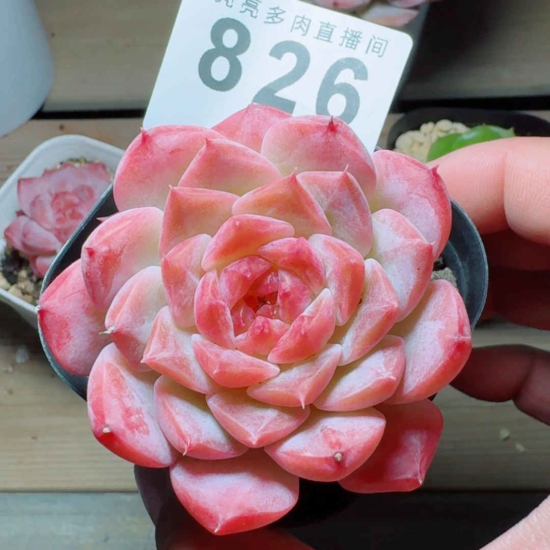 孤品            精美多肉植物