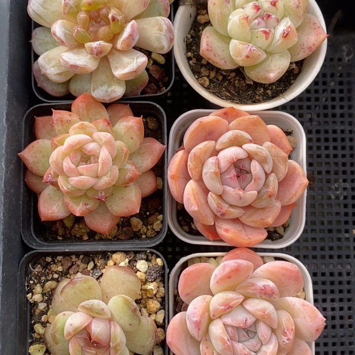 开播福利6颗糖心 12.15