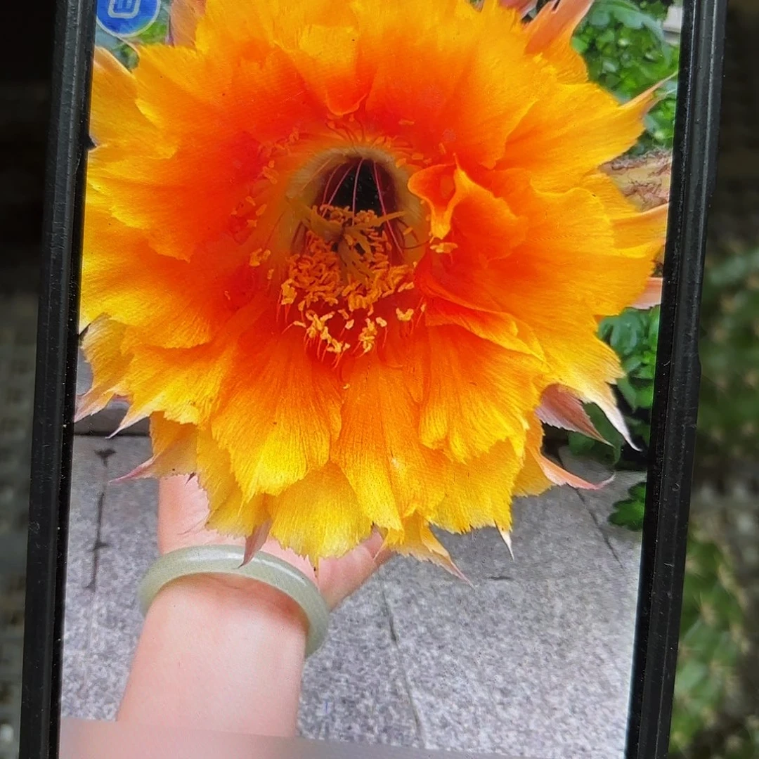 风舞彩侧牙20包邮仙人球35