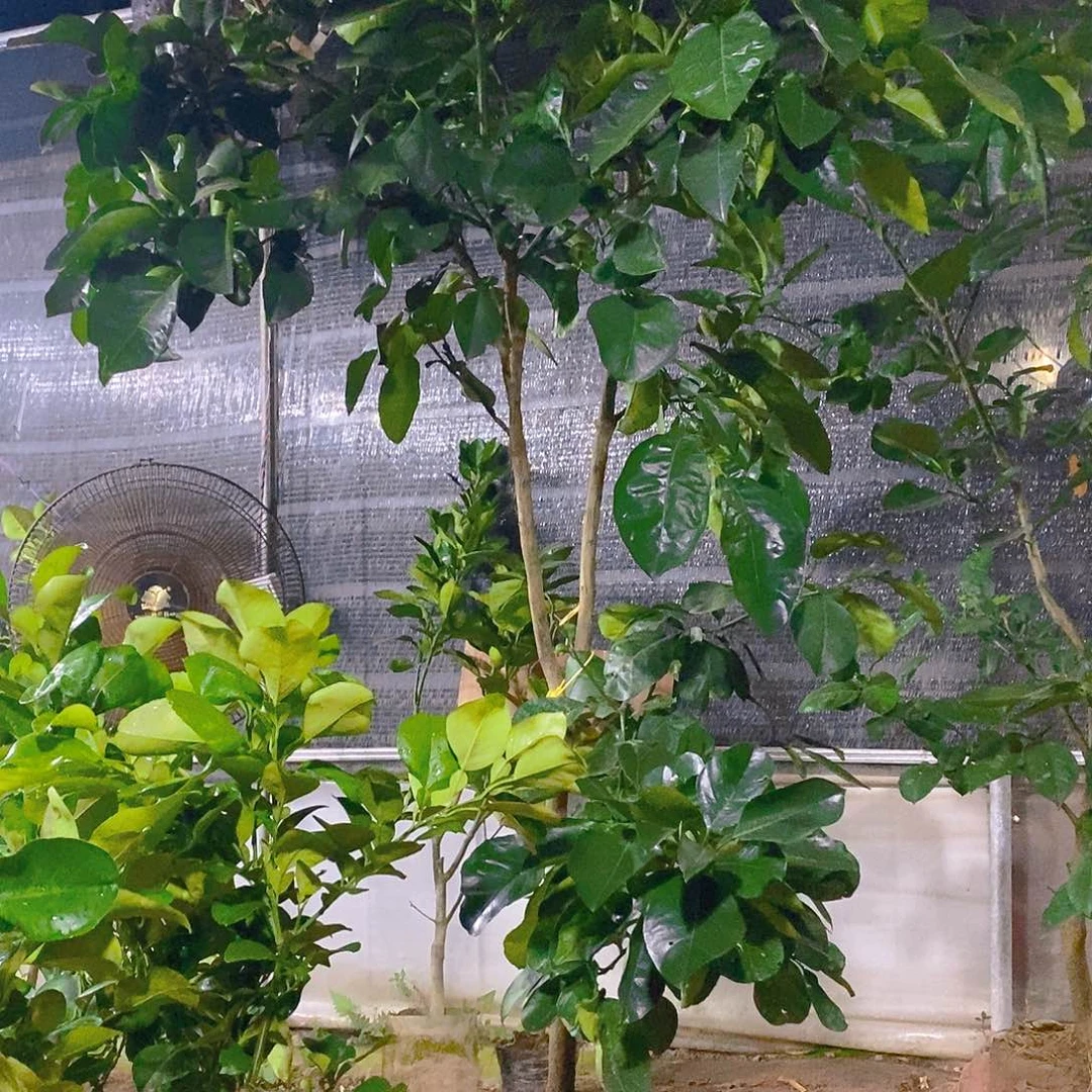 泰国暹罗红柚六年一棵