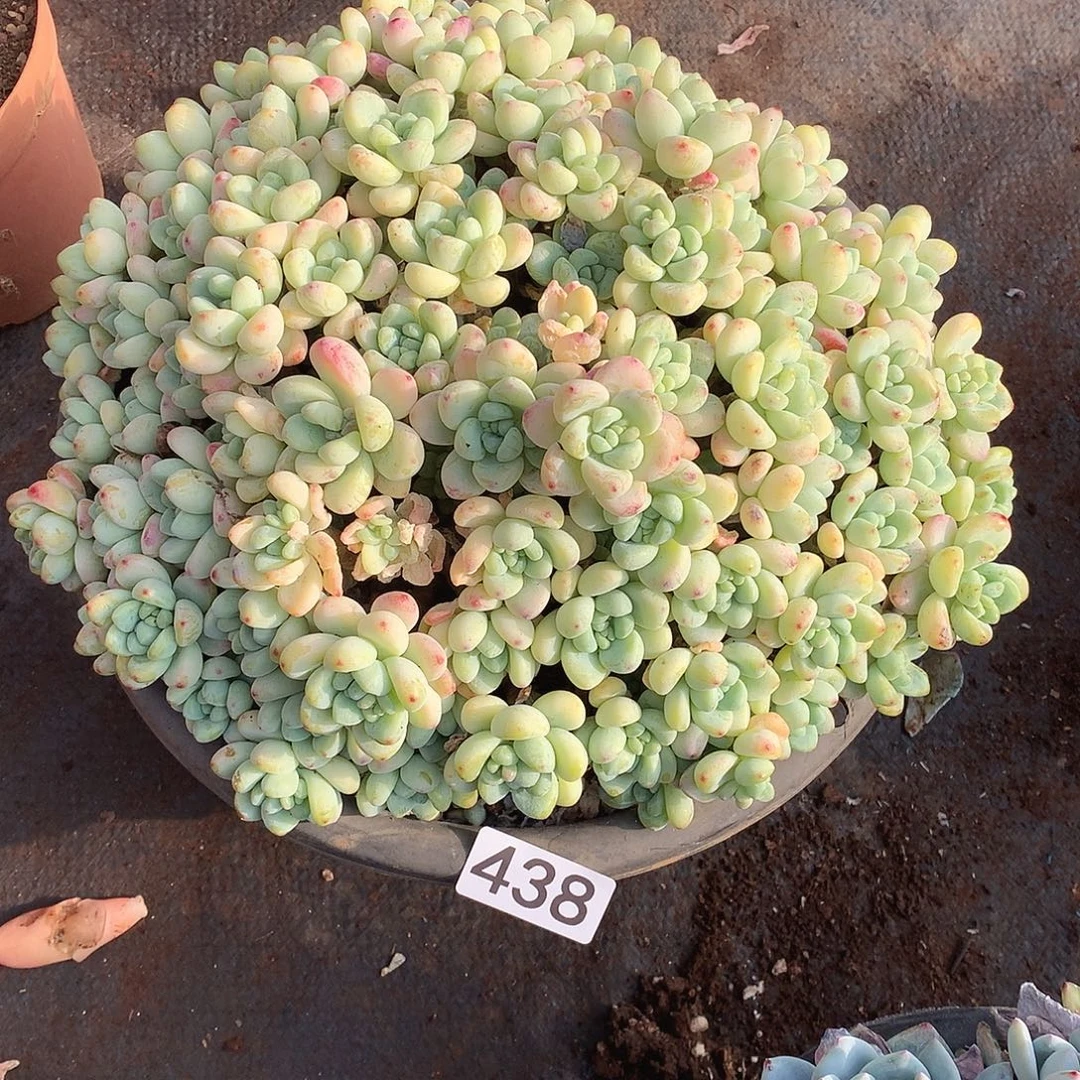 438劳尔 一物一拍多肉