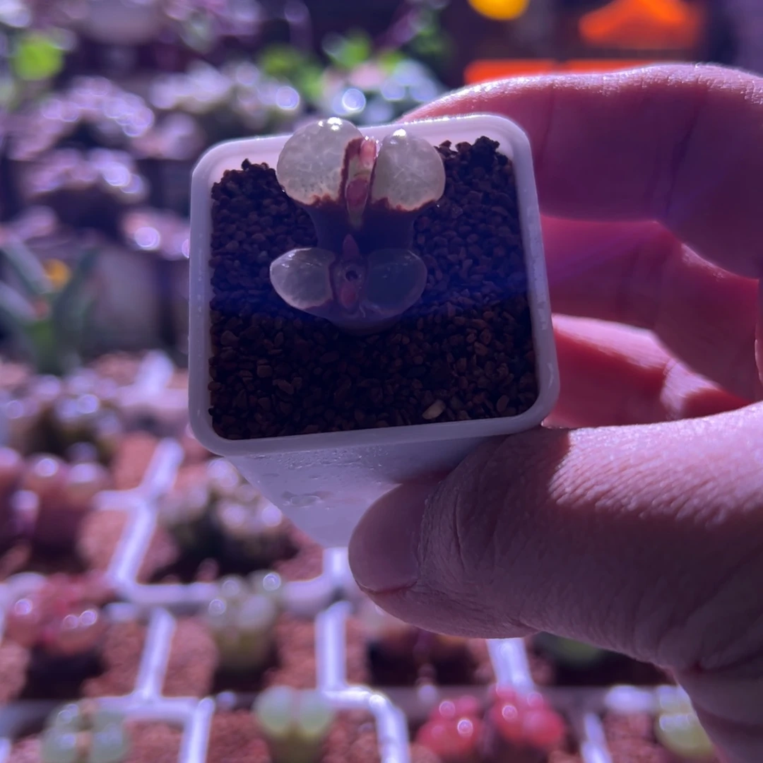 1097，黑体白，肉锥植物