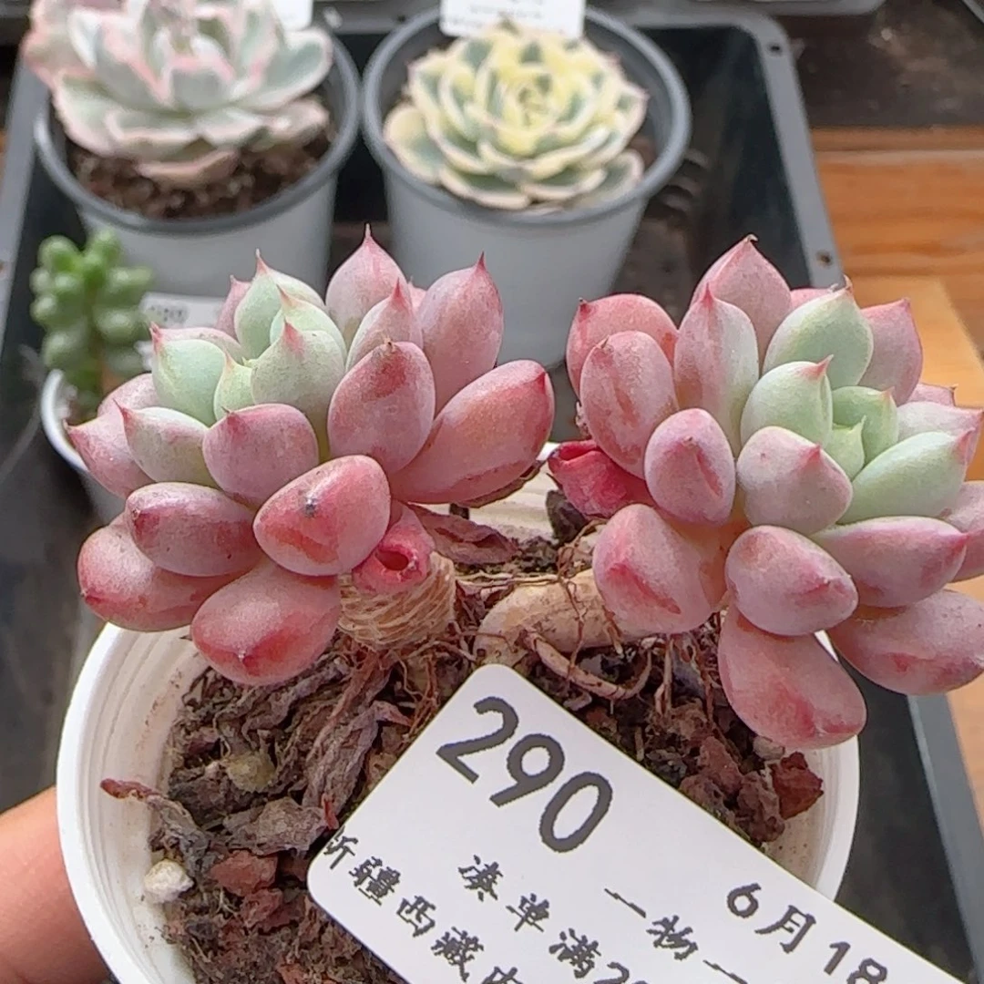 0618-2 0小老桩散的