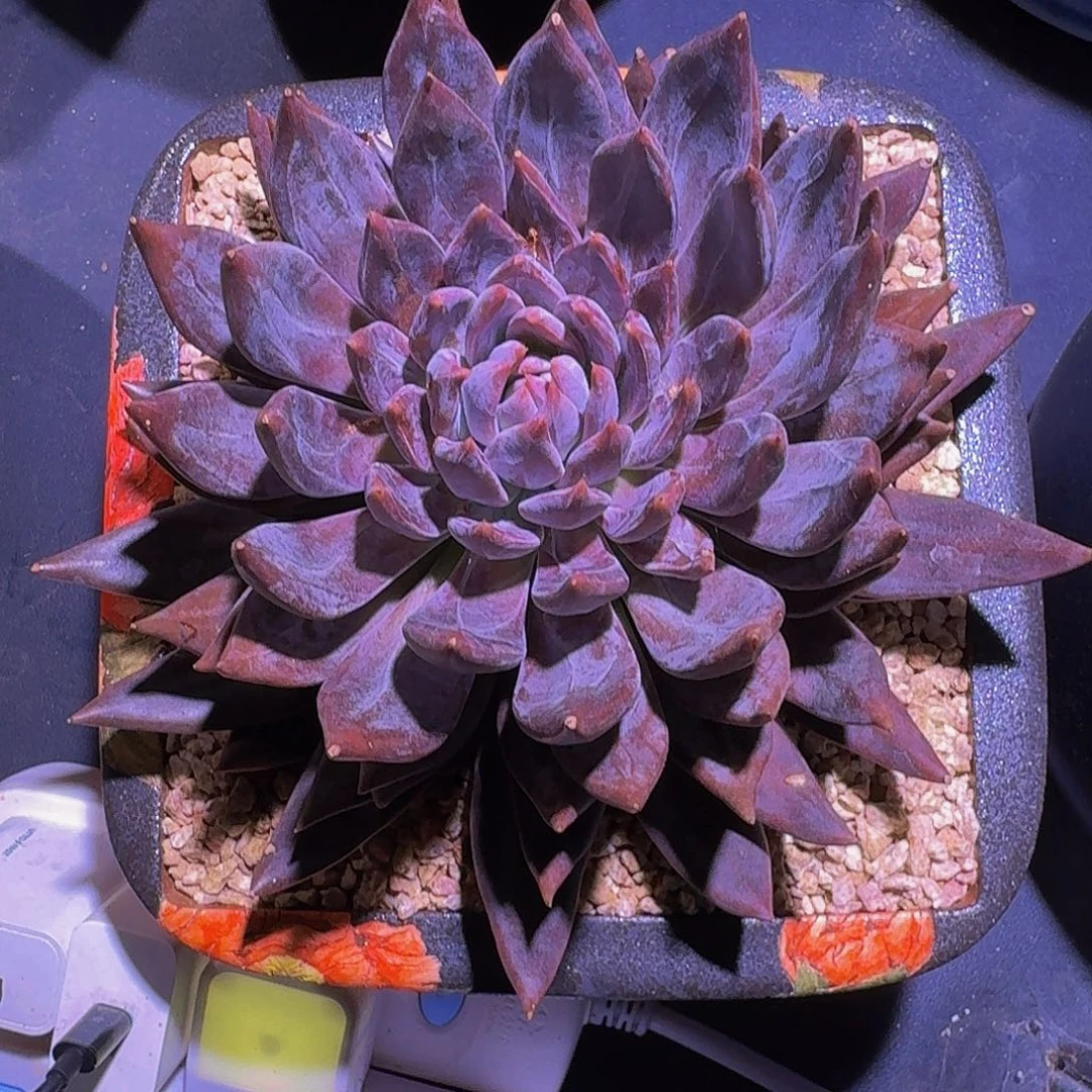 战神 单头 20cm 一物一拍