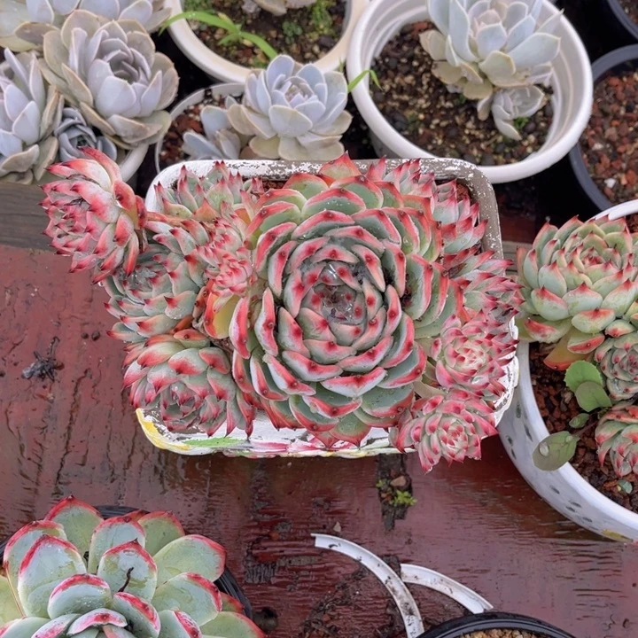 惊鸿吉娃娃，官服20厘米