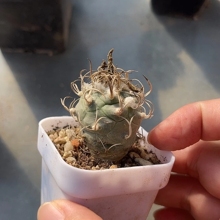 无花朵实生豪刺龟甲娇丽