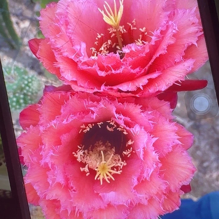 3-444侧芽5公分毛花柱