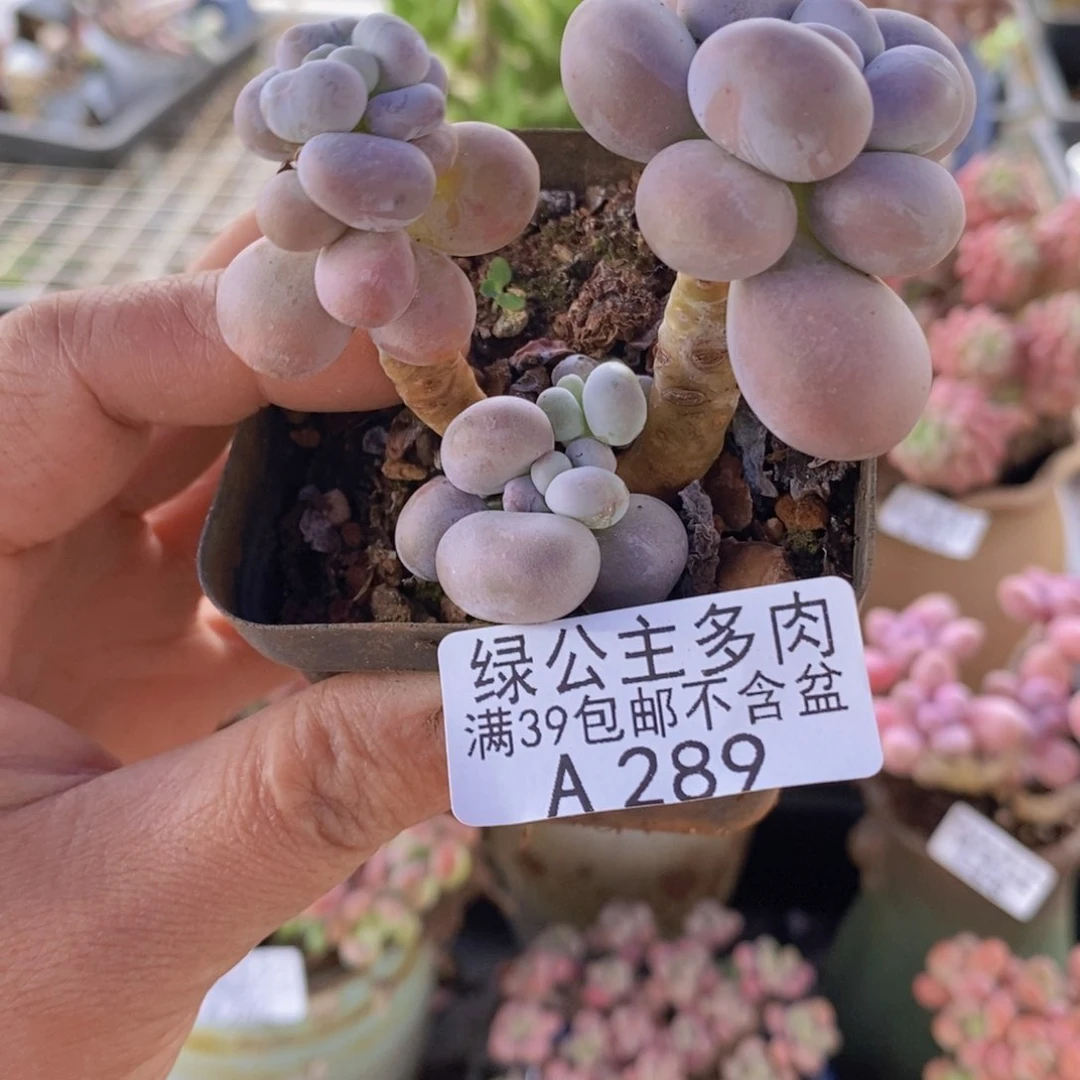 芭比奶洛6cm289多肉植物