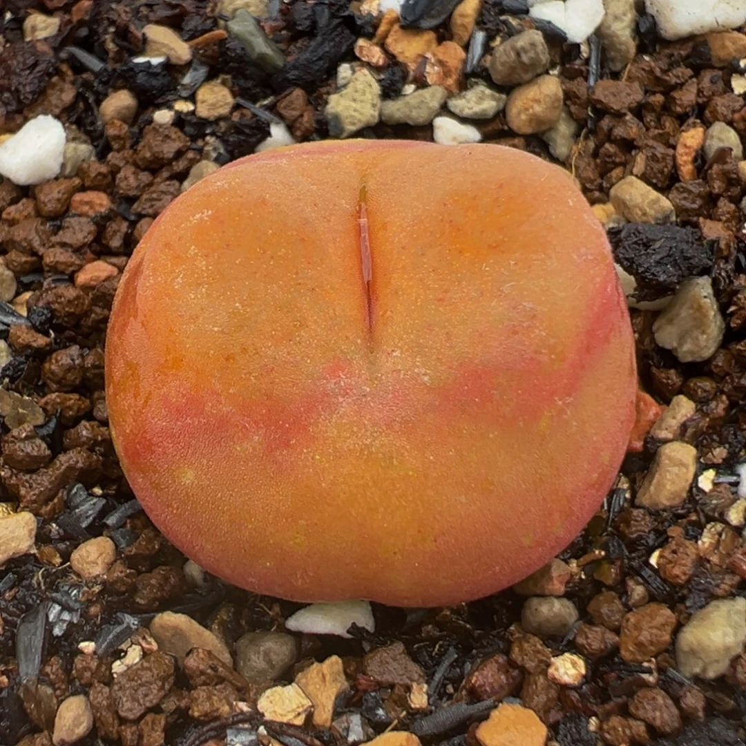 水蜜桃多肉植物盆栽栽培