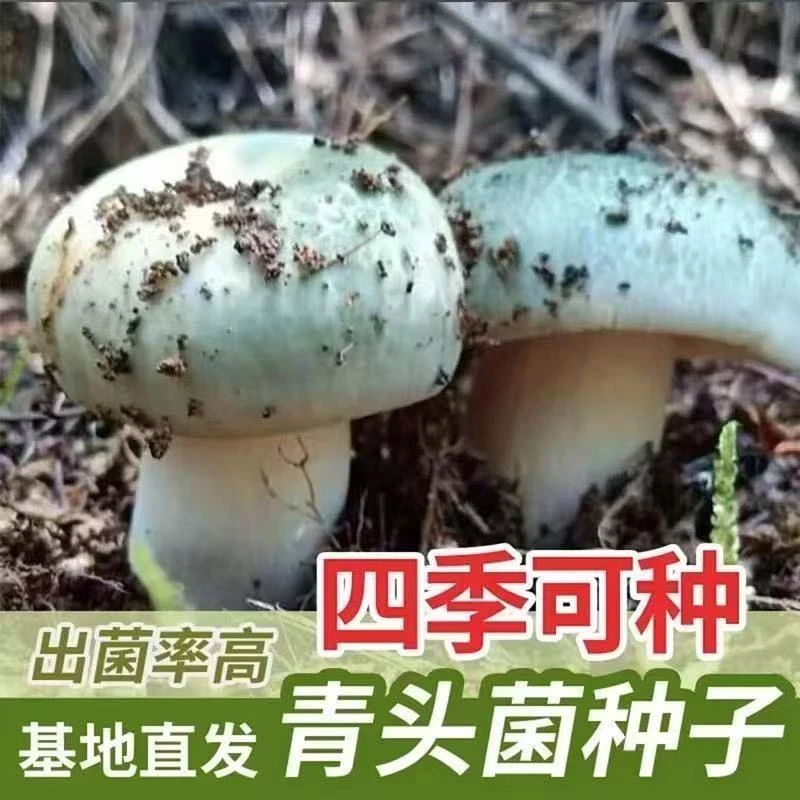 热销！2025【新品青头菌种子】云南人工青头菌菌种可室内室外种植