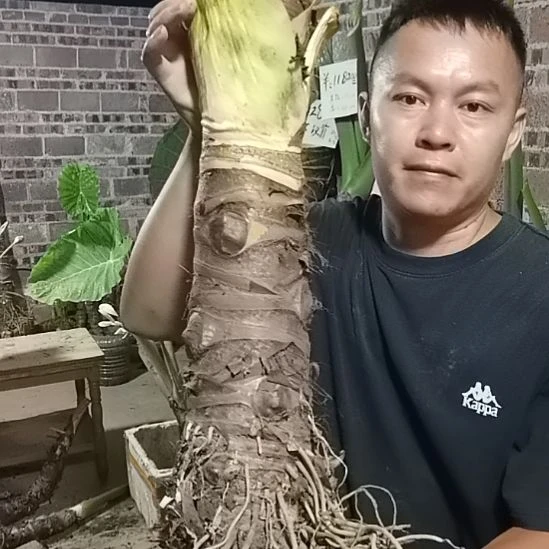 完全开放沧*中间商场景区，好了好了我错了