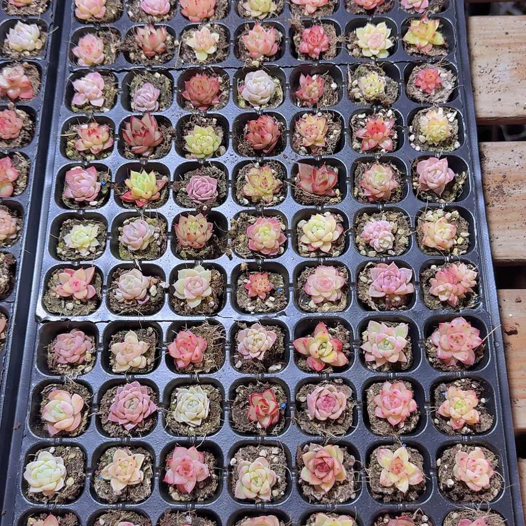 直播福利一物一拍534