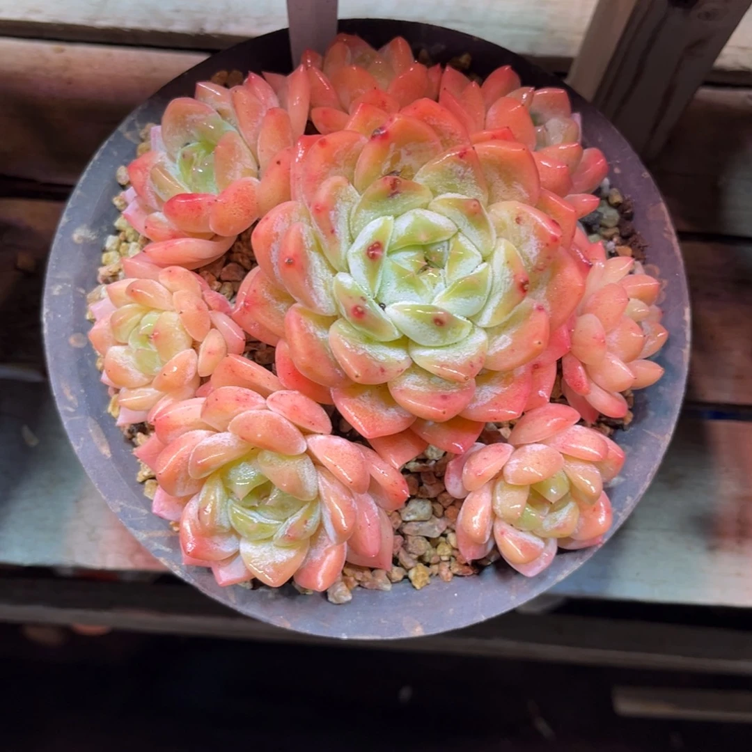 糖心杂duonvernvlvmam