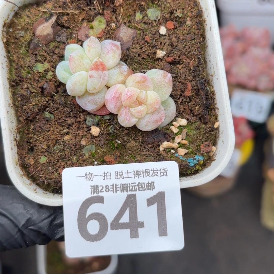 石化冰玉无盆土发货