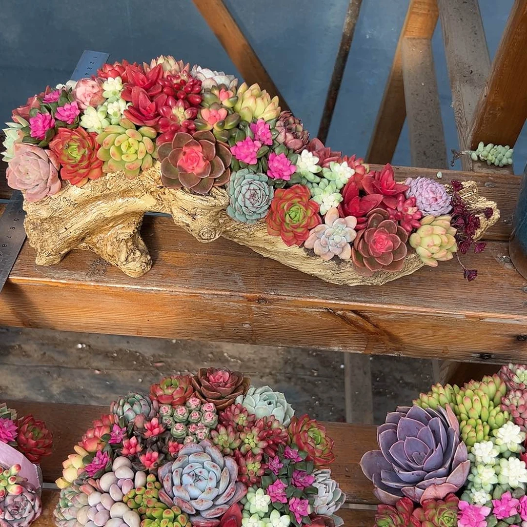 高跟鞋多肉组合花园和