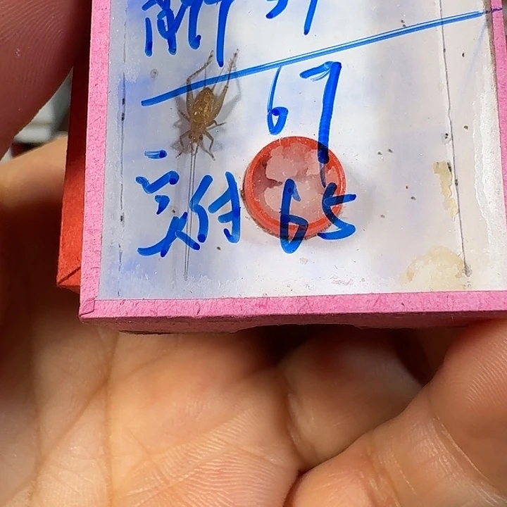 用***0蟋蟀1111111111111111111