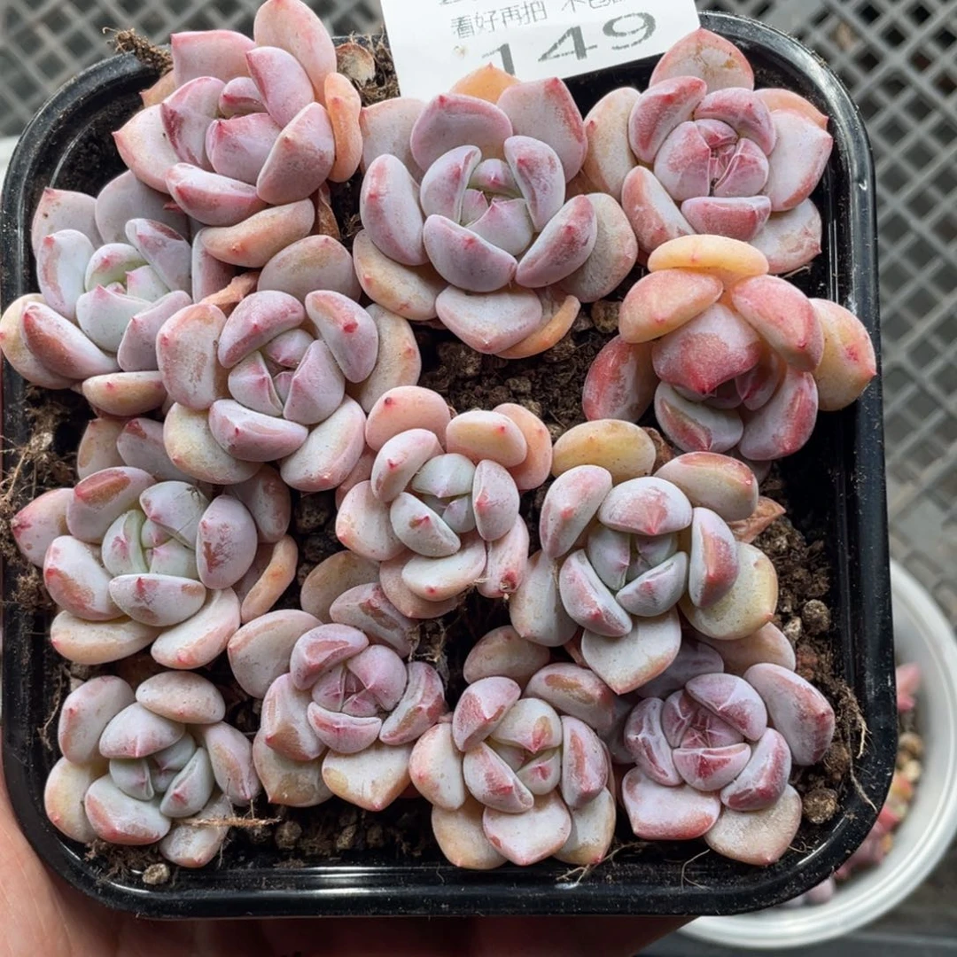 云糖心多肉植物149
