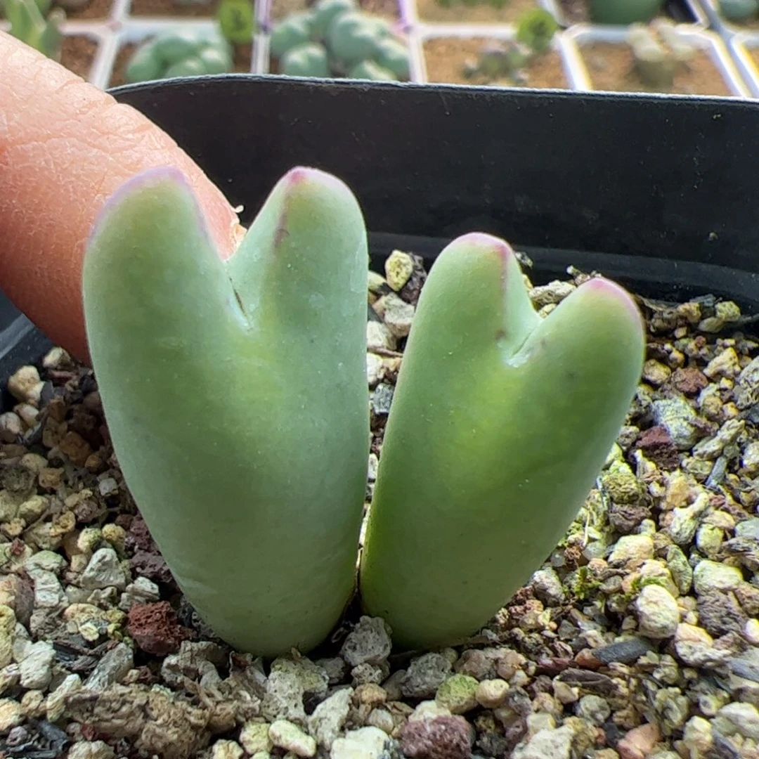 22848 大家过年好