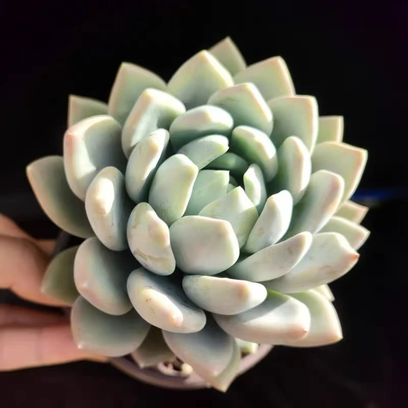 零花钱多肉 地栽胖美人   两个规格  基地 多肉植物