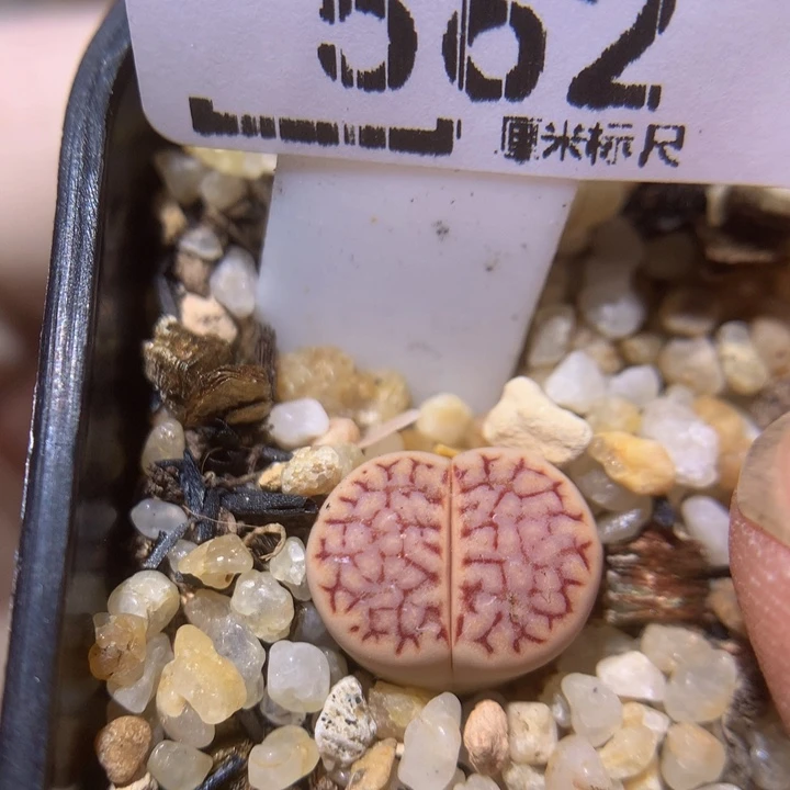 zzzzzz我真的好喜欢562