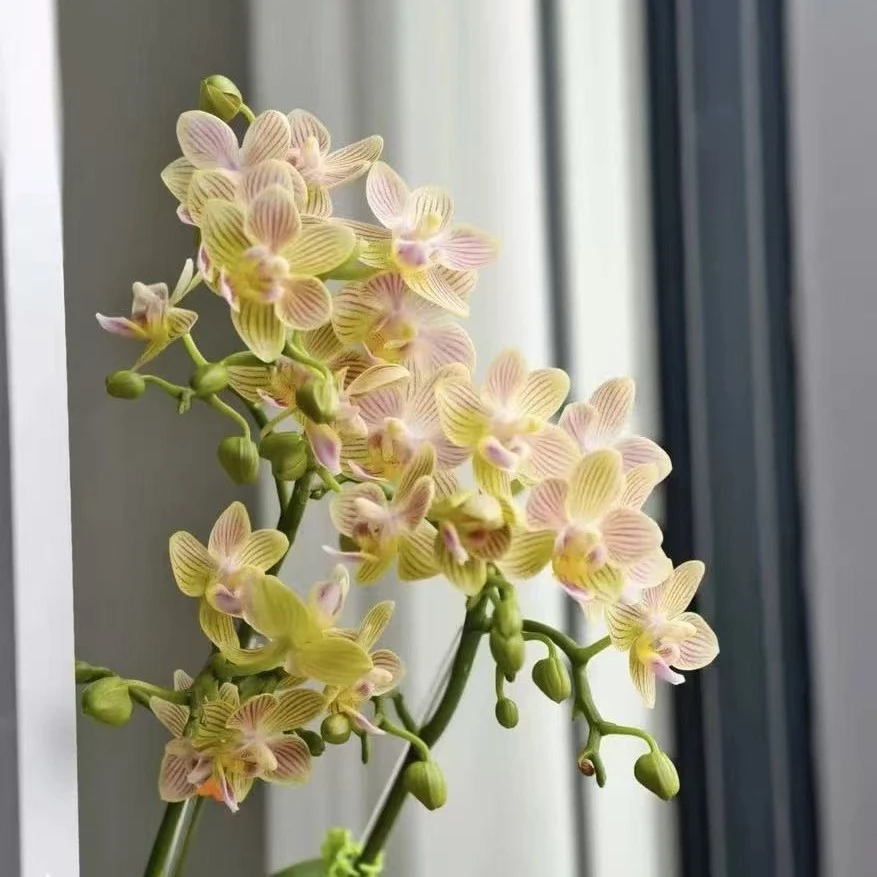 蝴蝶兰  七仙女 花剑