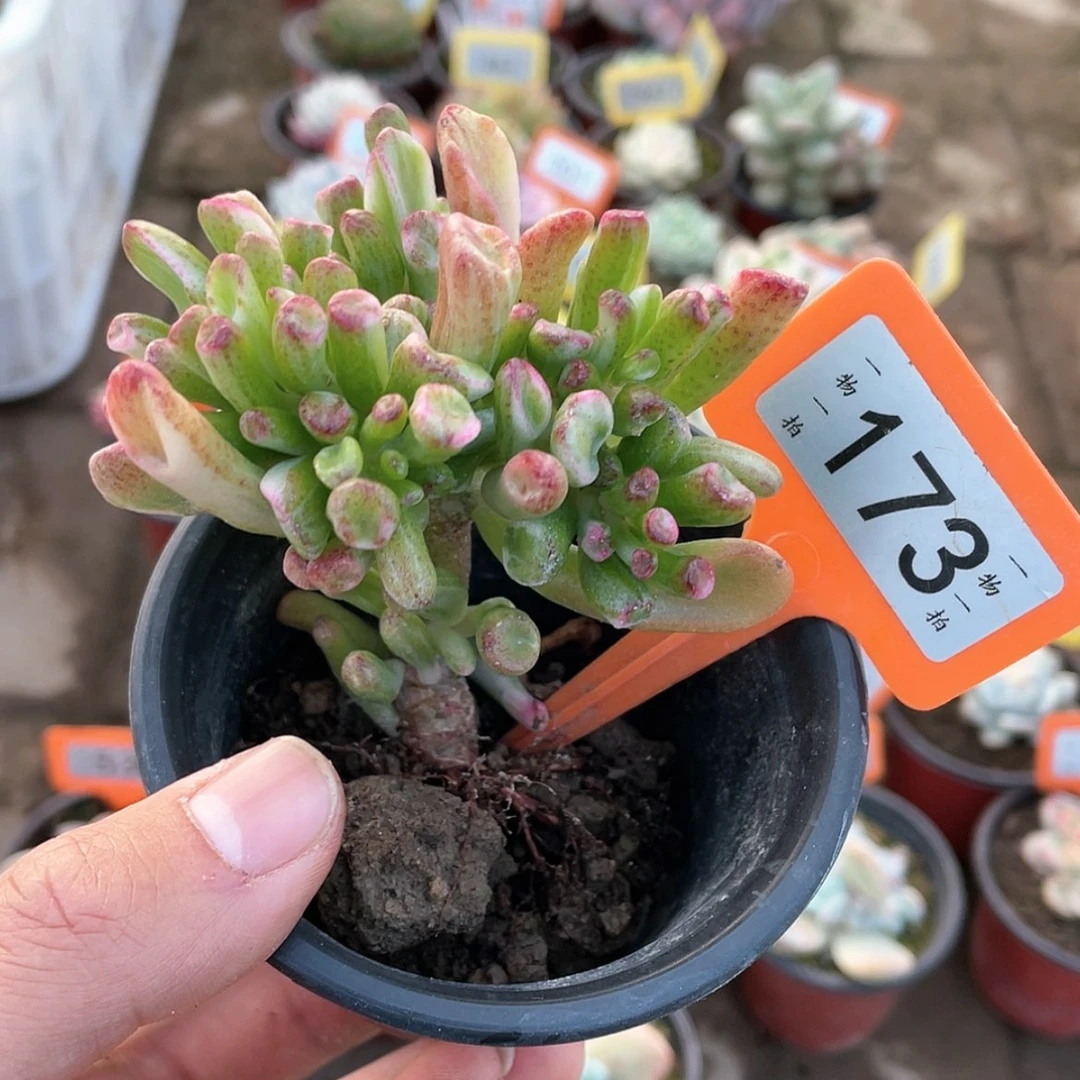 【闪购商品】173号