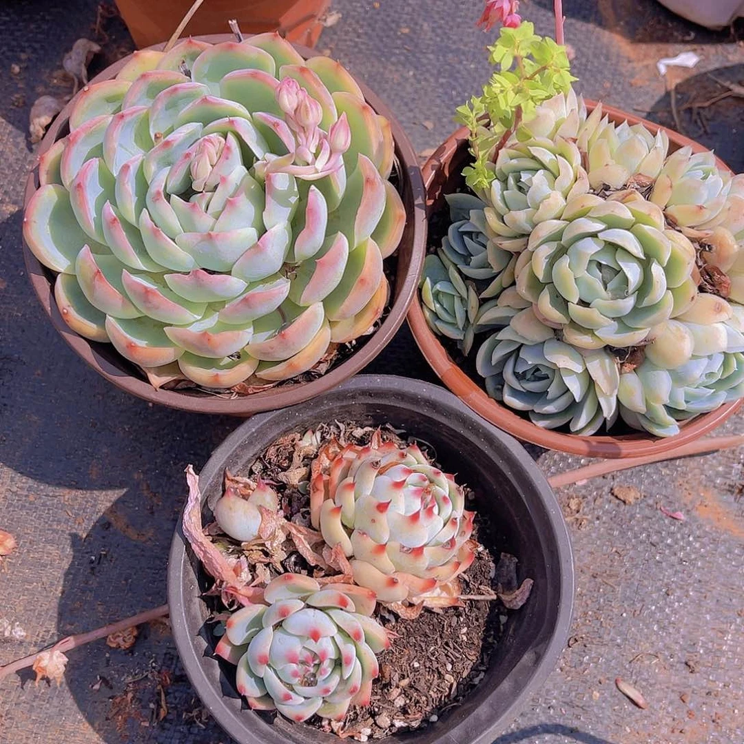 雅*00000000000000648