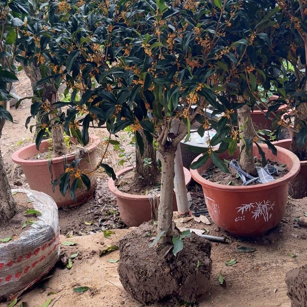 用***1无花朵桂花。八月桂系列
