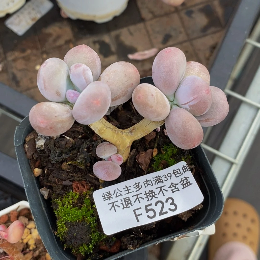 523彩虹奶多肉5cm