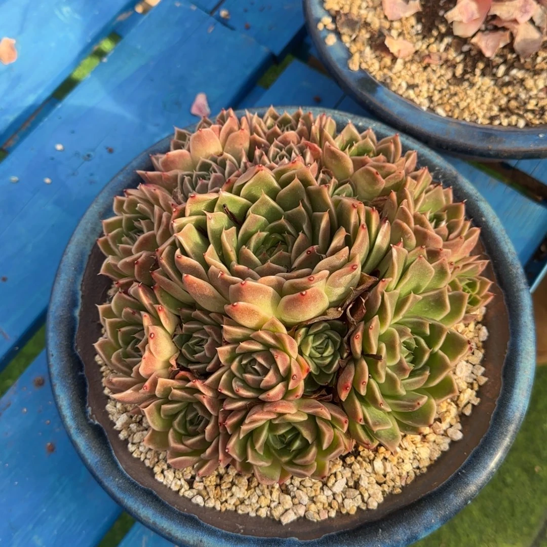 小***8福利多多多多多多多