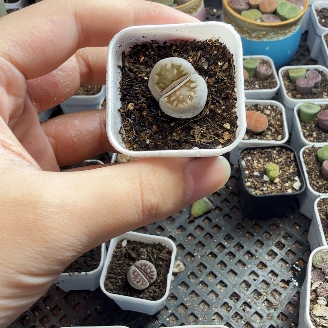 h***o多肉植物的生长发育51