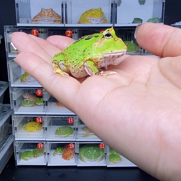 特价秒杀活动蛙蛙