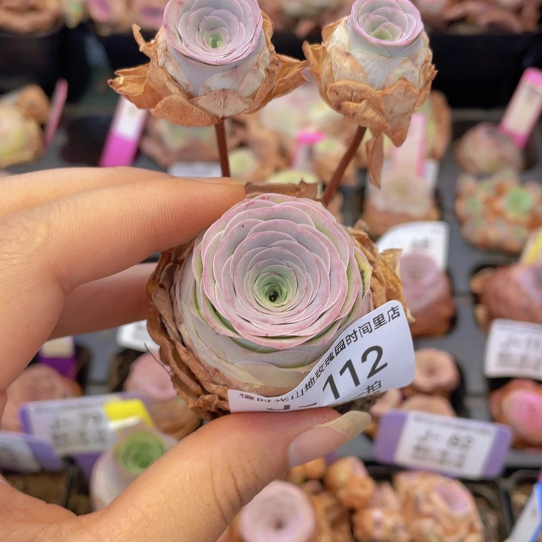 山地玫瑰童话气球J112