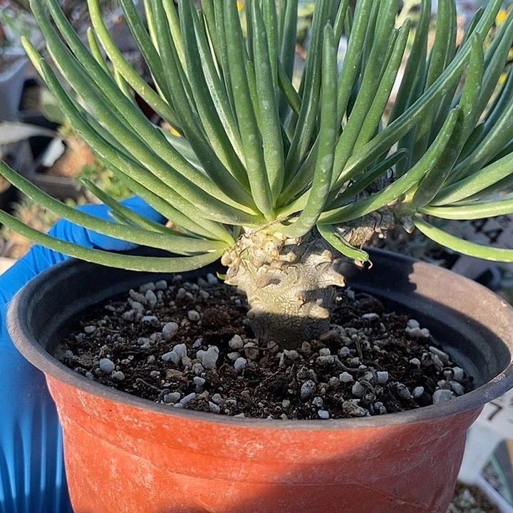 804钟馗奇峰锦脱土一一