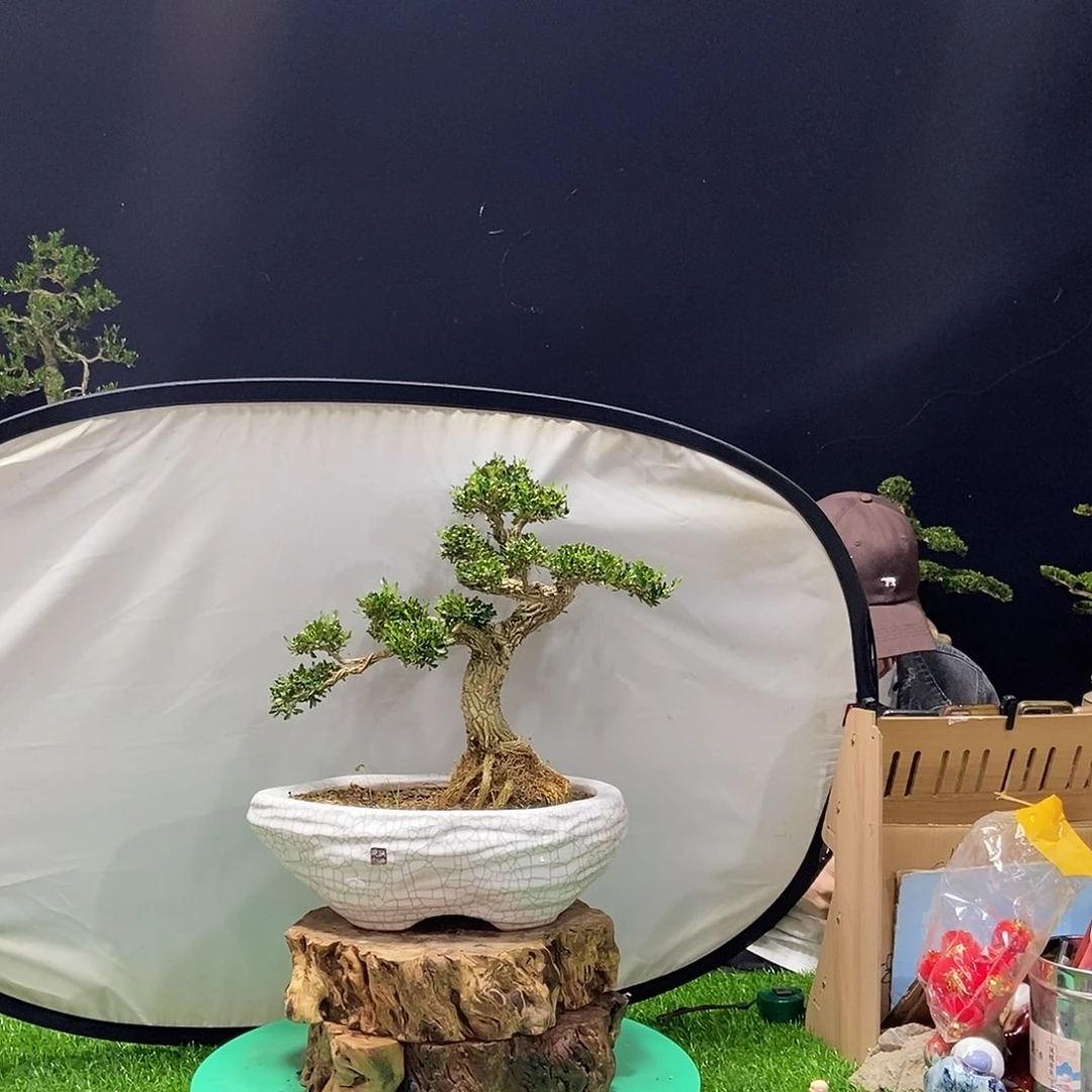 无花朵广东小叶黄杨