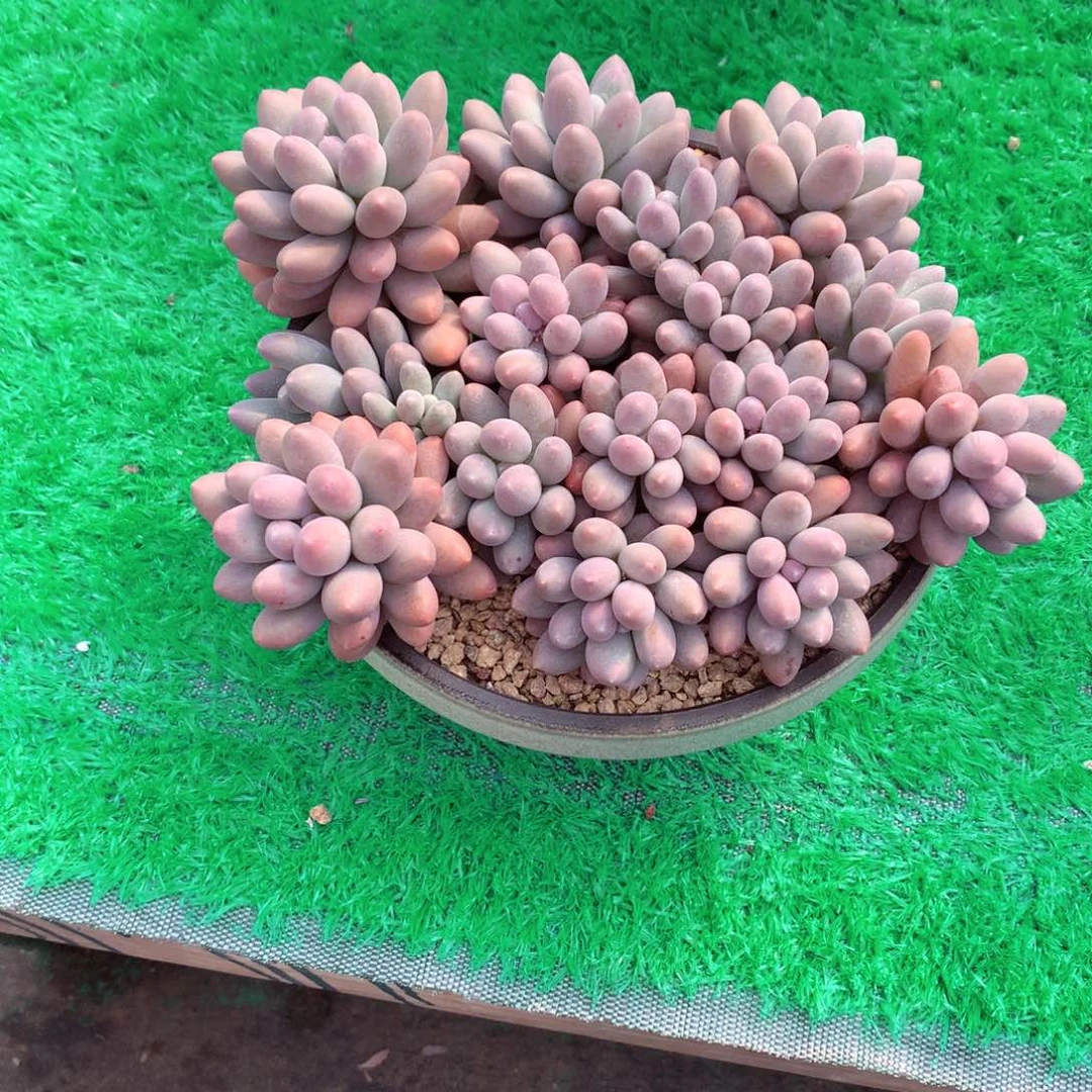 隐*人一物一拍一物一拍