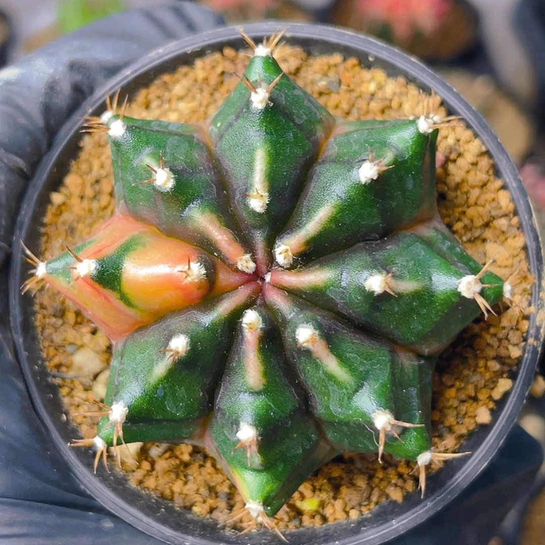 米哈洛维奇023 实生6公分