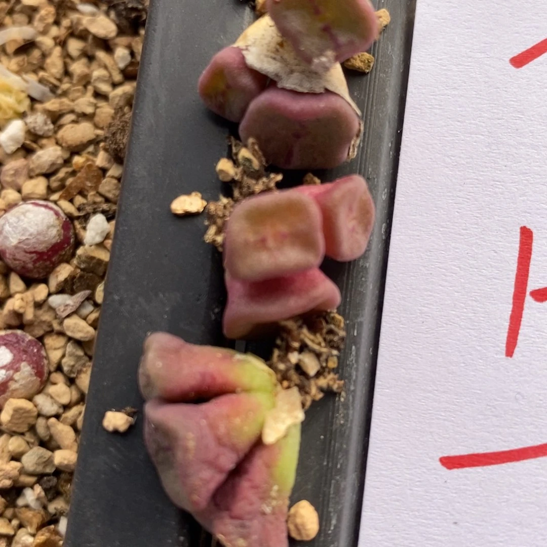 1236紫方碗一颗一颗