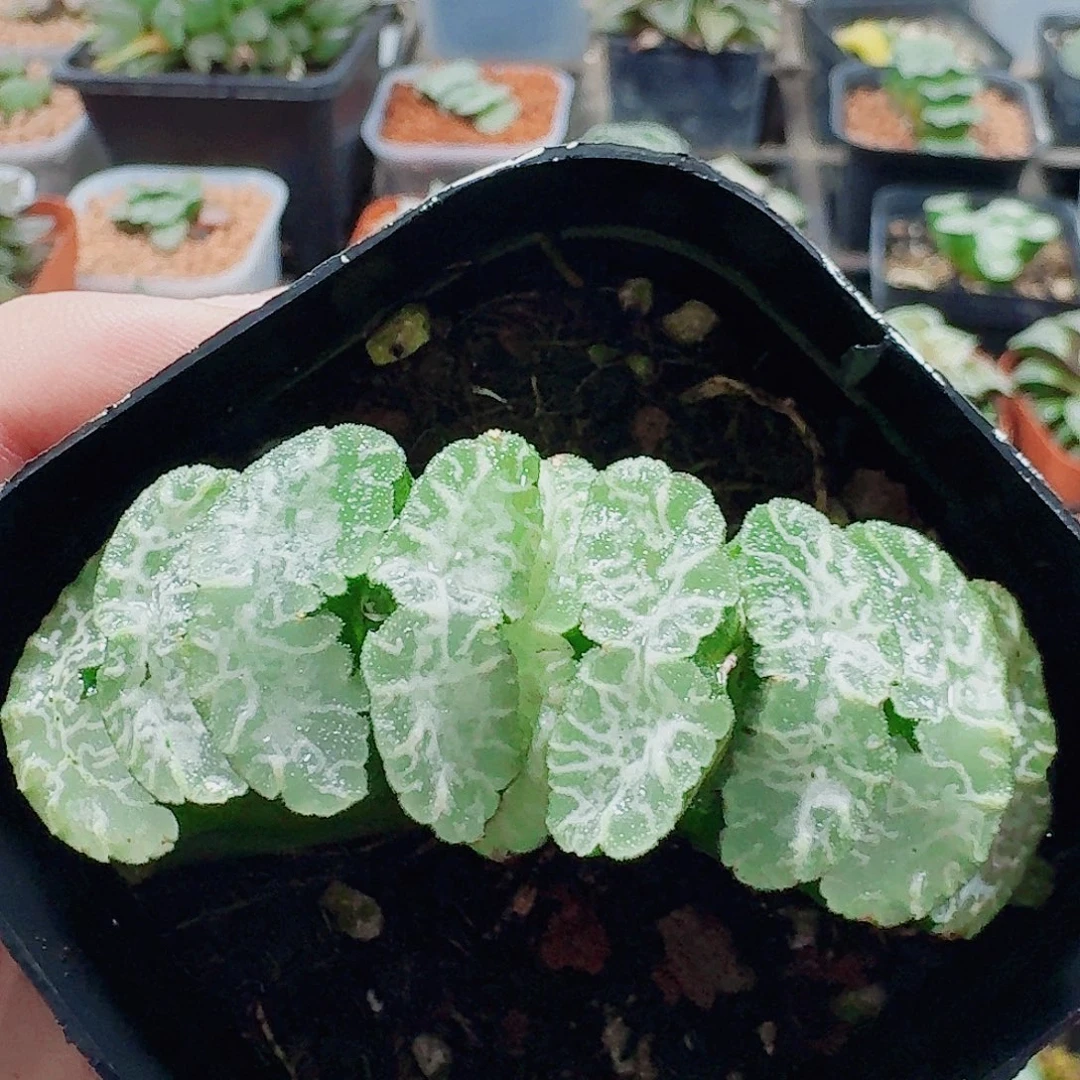 无花朵十二卷福利活动开始虞姬