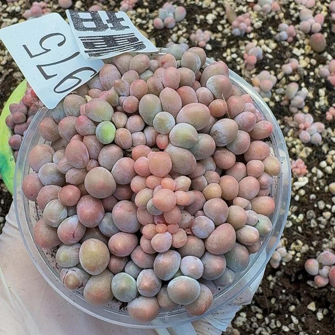 多肉植物多肉植物975量拍
