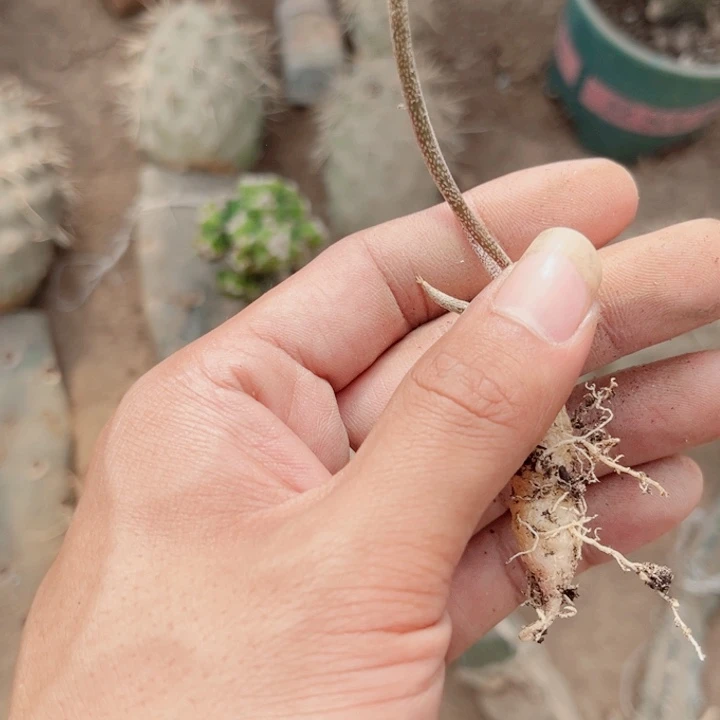 实生美杜莎仙人球开花