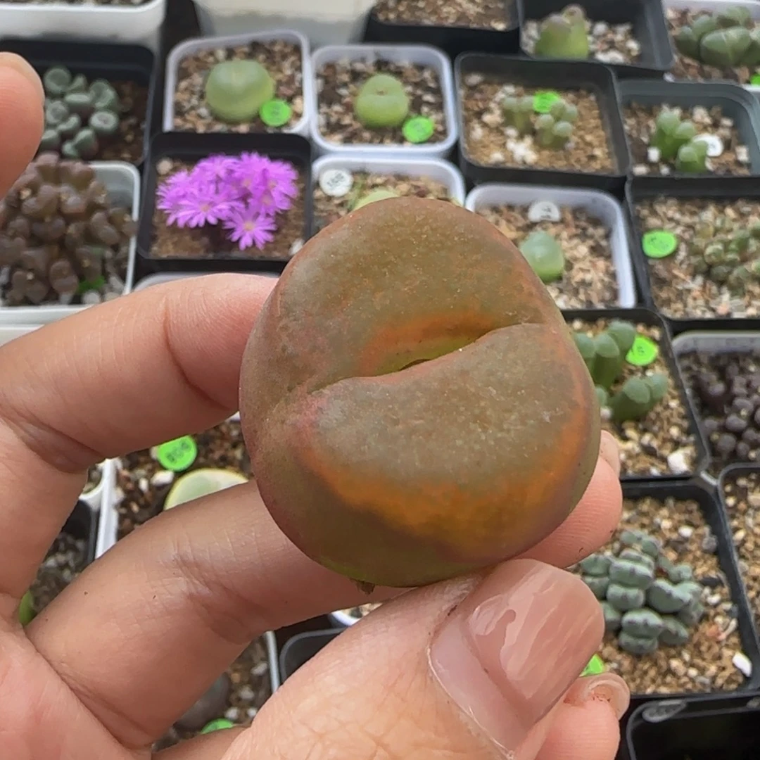 3.2cm多肉植物455