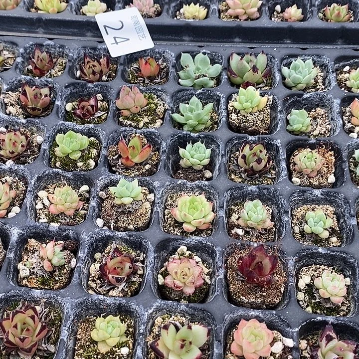 24 微瑕疵不售后多肉植物盆栽花卉