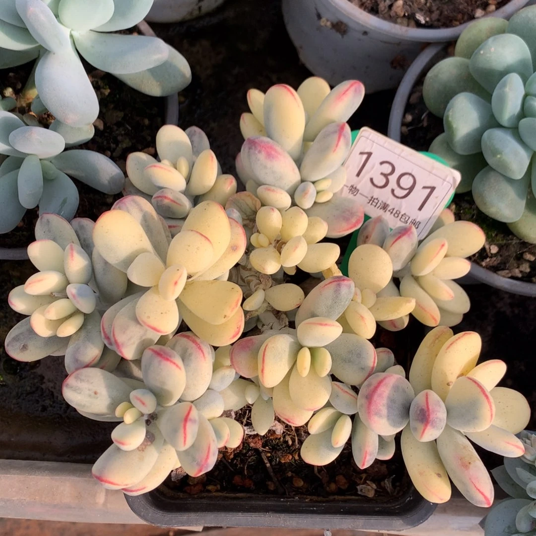 乒乓福娘锦无砍老桩1391