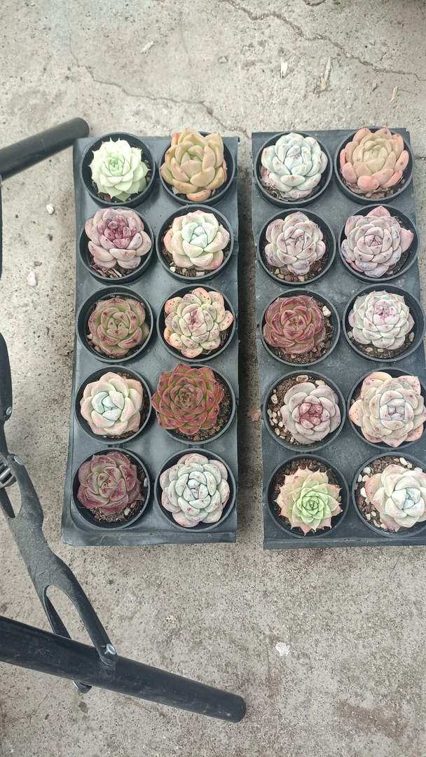 20棵不同多肉植物